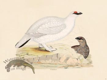 05 BGB PTARMIGAN